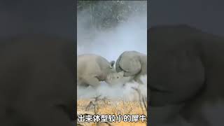 犀牛VS大象！从激烈对决到大象巅峰对决，一场角与象的史诗。#wildlife #wildanimals #rhino vs elephant