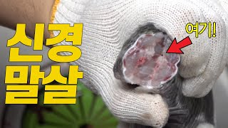 신케지메(이케시메) 방법 / 감성돔 만찬(요리) / How To Keep Fish's Taste