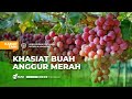 Manfaat Buah Anggur Merah bagi Kesehatan Tubuh