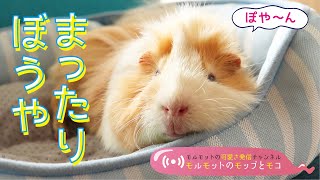 見てるだけで癒してくれる可愛いモルモット　cute guineapig