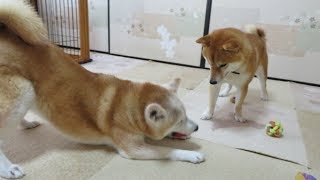 柴犬まめとちゃめの平凡な日常　その４６