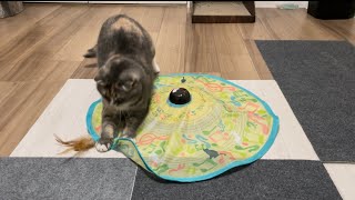 新しいオモチャに大興奮する猫（キャッチミーイフユーキャン2）