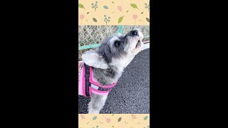 なぜか遠吠えの時だけハスキーボイスになる可愛いシュナウザー　Schnauzer howls　#shorts