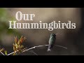 Wild Hummingbirds On The Frontlines of Climate Change