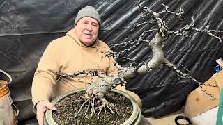 Breathing life into an old crabapple bonsai