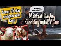 Manfaat da9ing Kambing untuk Ayam rawatan kita #AyamRawatan