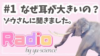 【ラジオ】ゾウさんに聞きました。なぜ耳が大きいの？| I asked the elephant a question. Why are your ears so big?