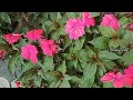 how to propagate and care chinese balsam ചൈനീസ് ബോൾസം നിറയെ പൂക്കാൻ സിമ്പിൾ ടിപ്സ്മലയാളം seras world