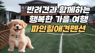 A happy fall trip with your dog in Gangneung, Gangwon-do Pinehill Dog Pension