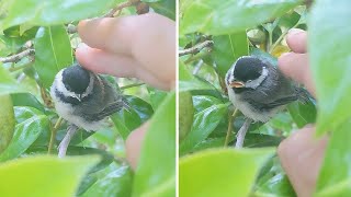 Adorable baby chickadee gets petted by human after leaving nest #shorts