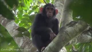 Juvenile Chimpanzee Displays in the Goualougo Canopy