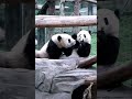 渝可抢妹妹的笋，被渝爱快速挡开 国宝熊猫 panda 可爱到爆炸 大熊猫渝可渝爱 shorts