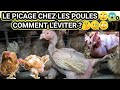 LES CAUSES DU PIQUAGE CHEZ LES POULES ET COMMENT L'ÉVITER