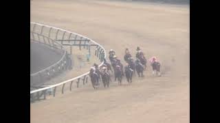 ダイイチルビー 1991年  第25回スプリンターズステークス(GI) (優勝馬：ダイイチルビー)