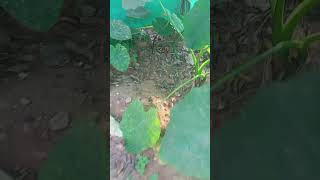 Maa garden loni chama dumpa mokkalu / Taro  #ytshorts #homegardens #gardening #viralshorts