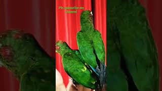 Rose-crowned parakeet(Birds)