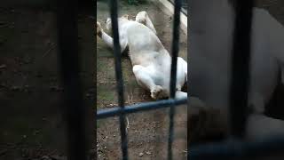 尾夏夜★㊶ホワイトライオン・白獅子・リズムちゃん・セラムくん・沖縄こどもの国・・・White_Lion・Okinawa Zoo \u0026 Museum(20221001)