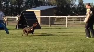 The Big Red Doberman Dracula Working in protection