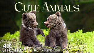 Baby Animals Part 8 - Cute Moments of Baby Animals With Relaxing Nature Sounds - 4K UHD Real