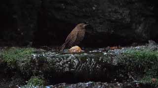 山中湖 大洞の泉のミソサザイの水浴び　その４９（4K60P動画）