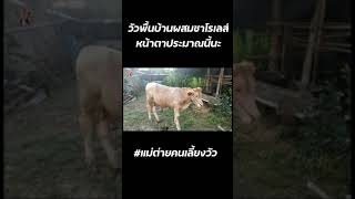 วันพื้นบ้านผสมชาโรเลส์ลูกหน้าตาดีแบบนี้นะ