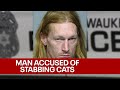 Milwaukee man stabbed cats, threw pet through window | FOX6 News Milwaukee