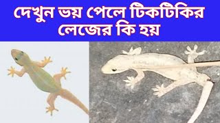 ভয় পেলে টিকটিকির লেজের কি হয় #টিকটিকি