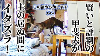 お留守番カメラで発覚‼飼い主が外出時、甲斐犬がイタズラしてました‼発覚後の謝罪があざとすぎる‼【柴犬・甲斐犬】#甲斐犬 #柴犬 #vlog