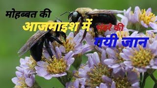 भंवरा और भंवरी की प्रेम कहानी, life story