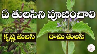 ఏ తులసిని ఇంట్లో పూజించాలి | Rama Tulasi | Krishna Tulasi | Health Benefits | Eagle Media Works