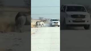 Toyota Hilux gets a Bad hit 🦏 |#youtubeshorts