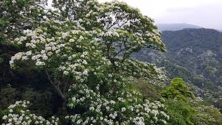 桃園到關西油桐花樟之細路110.04.25