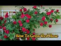 The method of growing red roses from buds the whole world does not know | growing red rose