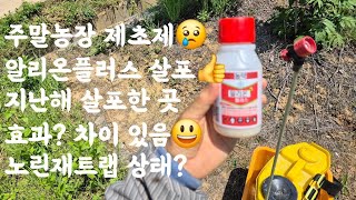 주말농장 제초제😢 알리온플러스 살포👍  지난해 살포한 곳 효과? 차이 있음😃 노린재트랩 상태?