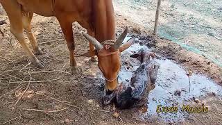 kangeyam cow giving birth to a calf | காங்கேயம் நாட்டுமாடு கன்று ஈனும் காட்சி #native #cow #youtube