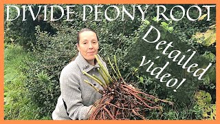 How to Dig and DIVIDE PEONY Root! Step by Step TUTORIAL