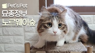 펫스팟 묘종정보 '노르웨이숲'편! - Pet's Pot  묘종정보