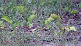 Eastern Yellow Wagtail taivana