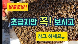 처음으로 하는 종봉분양 방법 언제가 좋을까요? /하우스벌 판매 접수/수정벌분양