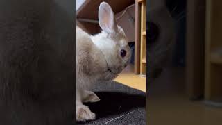 【うさぎは癒し】逆再生も癒し！ #rabbit #animal＃Barney＃うさぎ