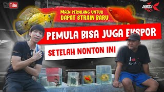 BELAJAR CARA BUDIDAYA PLATY, MOLLY, VARIATUS YANG BISA DIJUAL KE LUAR NEGERI