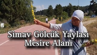 SİMAV GÖLCÜK MESİRE ALANI TANITIM VLOG /SARI KANTARON ,CİVANPERÇEMİ ,SIĞIRKUYRUĞU TOPLUYORUZ