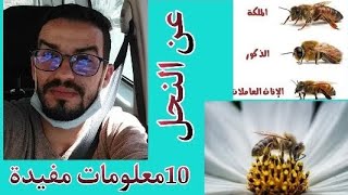 10 معلومات جد مفيدة عن النحل 💣 لم تكن تعلم...