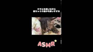 Kittens sleeping while sucking towels are too cute [ASMR] #Shorts