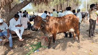 Mudalagi Cattles Fair #cattles #cattlemarket #mudalagi #bullsmarket