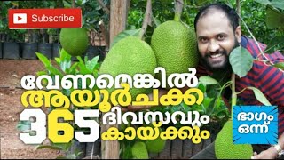 365 Days Jack-fruit | Ayur Jack Farm Trissur | Trip with Shinil