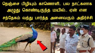 பல நாட்களாக அழுது கொண்டிருந்த மயில்..ஏன் என சந்தேகம் வந்து பார்த்த அனைவரும் அதிர்ச்சி|pambaram