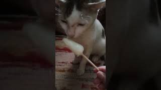 Kore Nani 🐈❤️#cat #cute #trending #viral #funny #shortfeed #catvideos #shorts