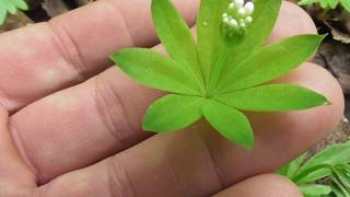 Galium odoratum, the sweetscented bedstraw, is a flowering perennial plant in the family Rubiaceae