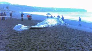 capodoglio  spiaggiato  a Praia  A Mare